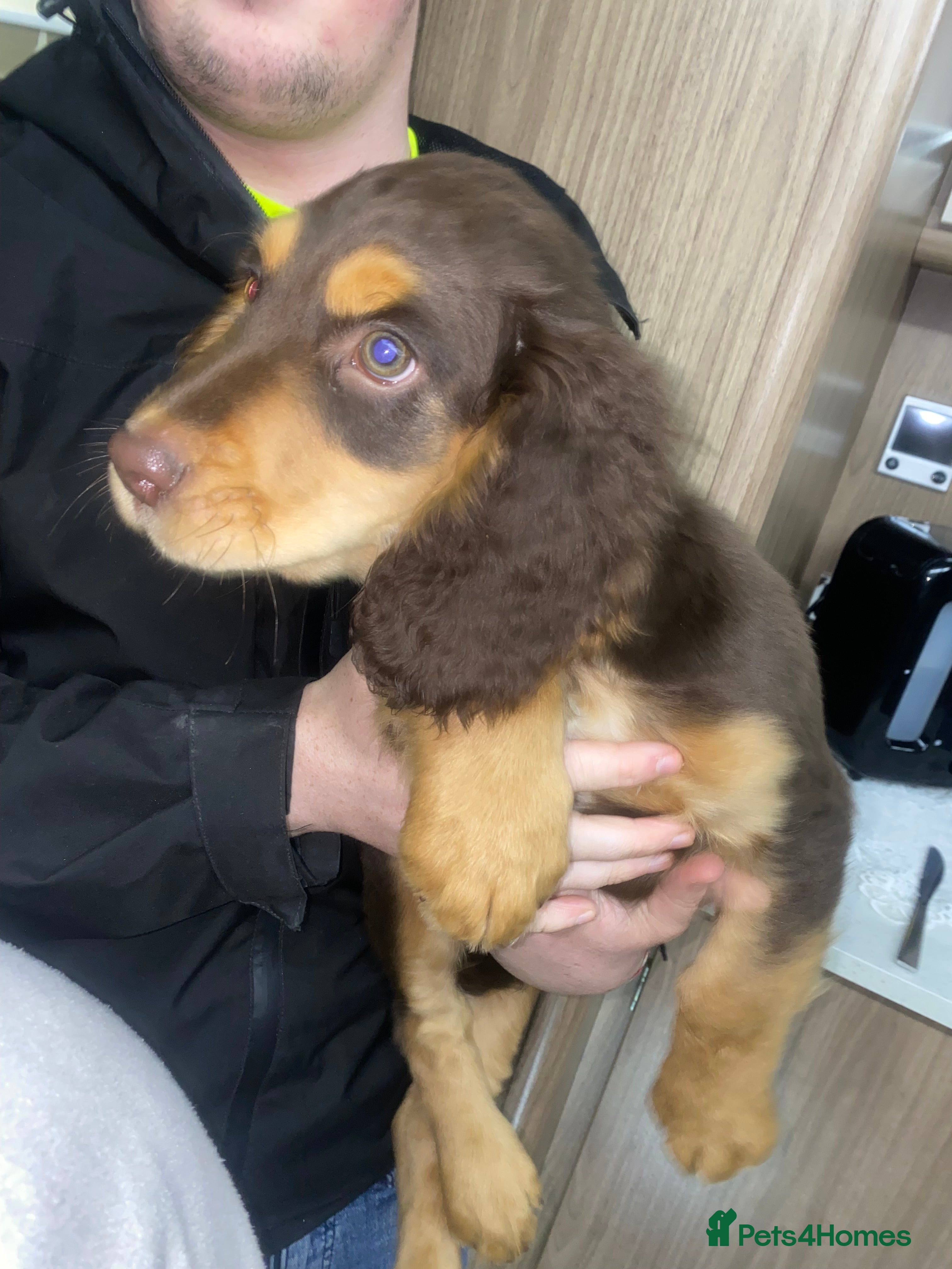 Cocker Spaniel dogs 6 month old male cocker spaniel - Advert 11