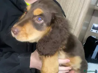 Cocker Spaniel dogs 6 month old male cocker spaniel - Advert 11