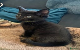 Mixed Breed cats for sale: READY NOW!!! 🐈‍⬛🐈‍⬛🐈‍⬛ - Image 15