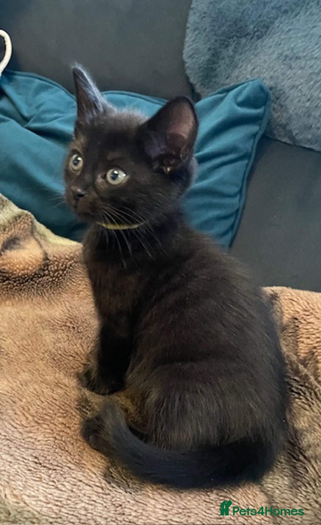 Mixed Breed cats for sale: READY NOW!!! 🐈‍⬛🐈‍⬛🐈‍⬛ - Image 15