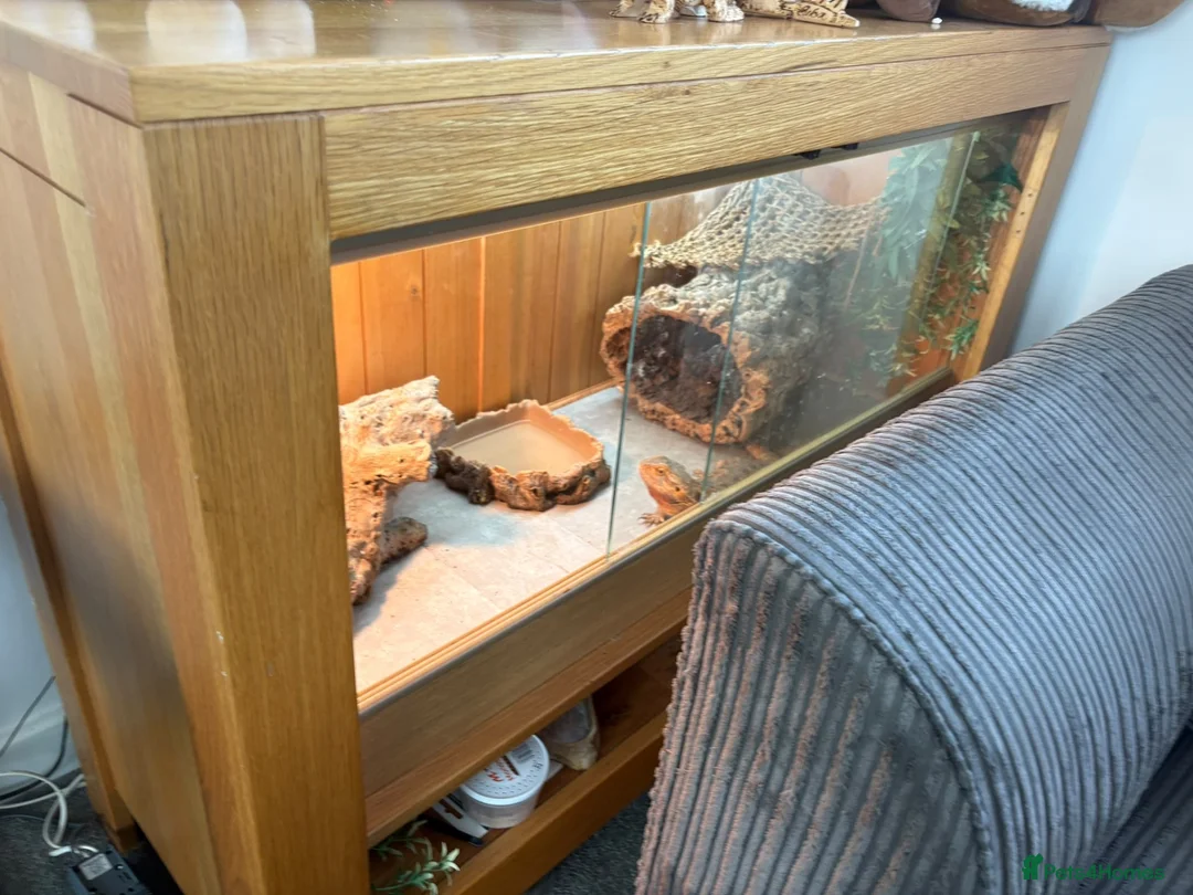 Bearded Dragon reptiles for sale: Bearded Dragon in Markfield - Advert 2
