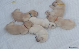 Labrador Retriever dogs for sale: Labrador puppies - Image 12