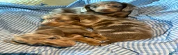 Miniature Dachshund dogs for sale: Miniature dachshund puppies  - Advert 4
