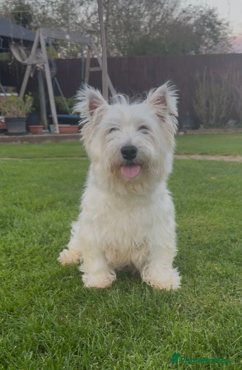 West Highland Terrier dogs West Highland terrier female in need new home - Advert 6