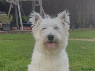 West Highland Terrier dogs West Highland terrier female in need new home - Advert 6