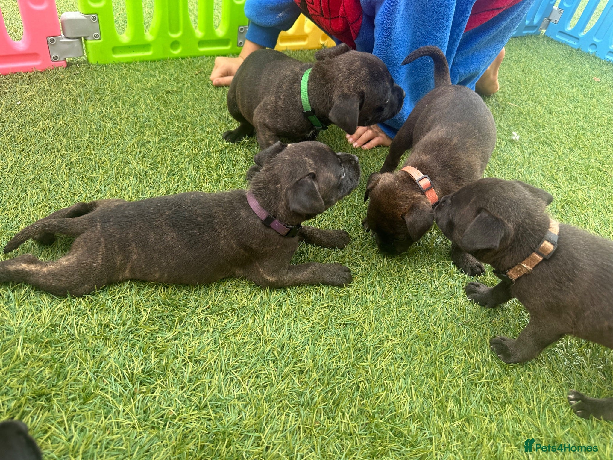 Staffordshire Bull Terrier dogs *Ready2leave Sat*KC reg*22 Champions*black brindle - Advert 2