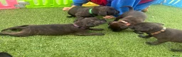 Staffordshire Bull Terrier dogs for sale: **KC reg*22 Champions* staffy pups - Advert 3
