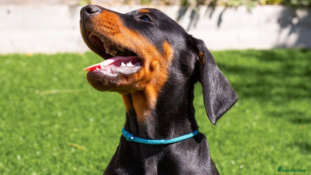 Dobermann dogs for sale: KC DOBERMANN BREEDER in Caerphilly - Image 2