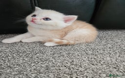 Scottish Fold cats for sale: Adorable Scottish fold Straight Ears Kittens  - Image 18