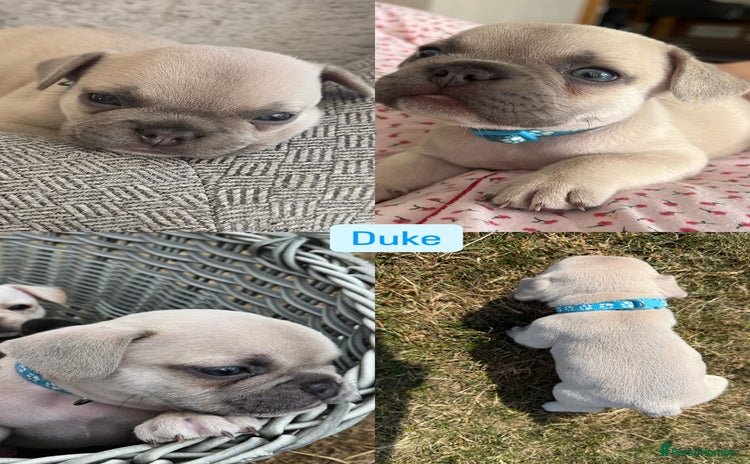 French Bulldog dogs in Lincoln - Advert 17