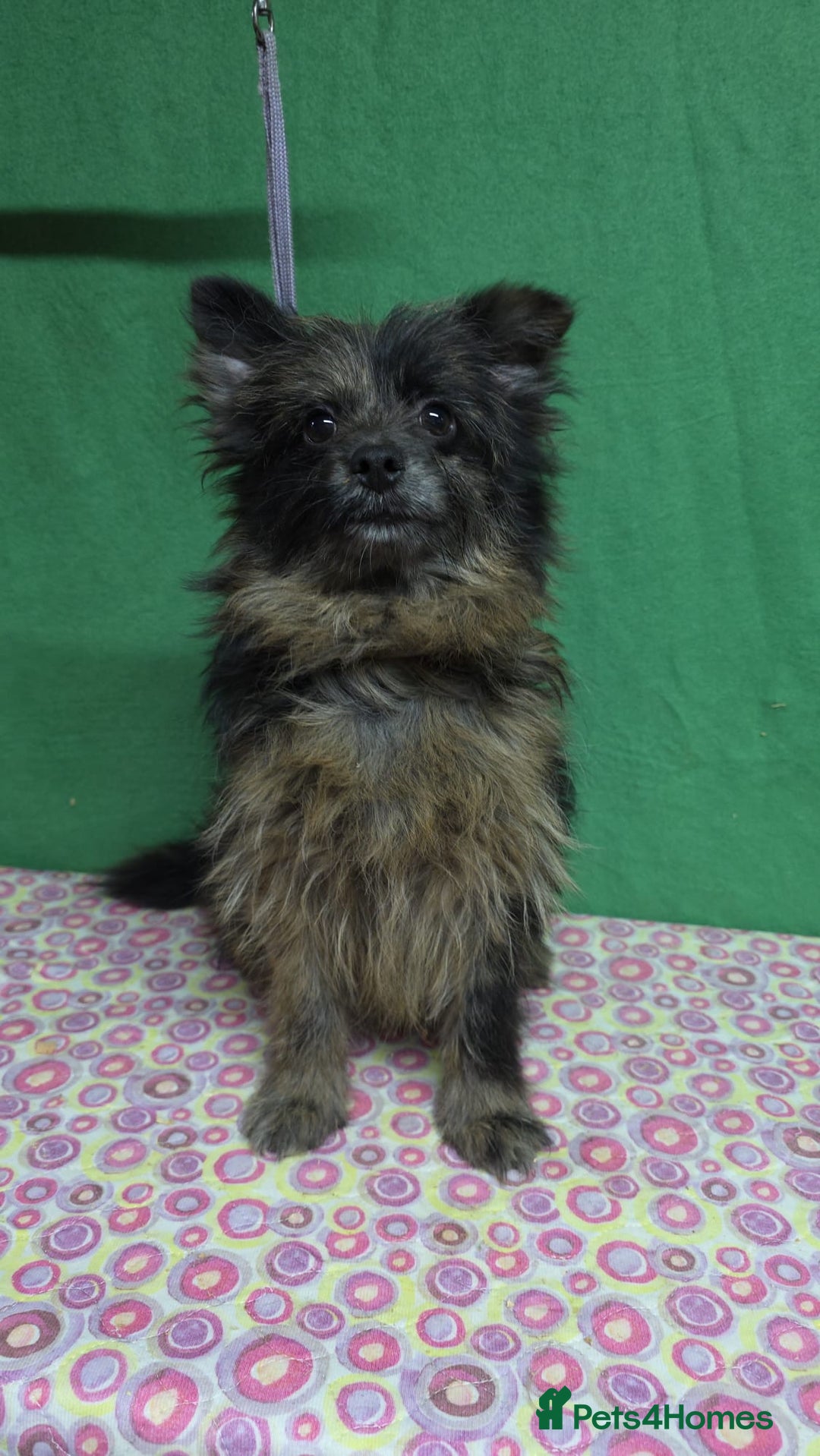 Pomeranian dogs for adoption: HENRY – Pomeranian × Yorkshire Terrier (Male) - Advert 2