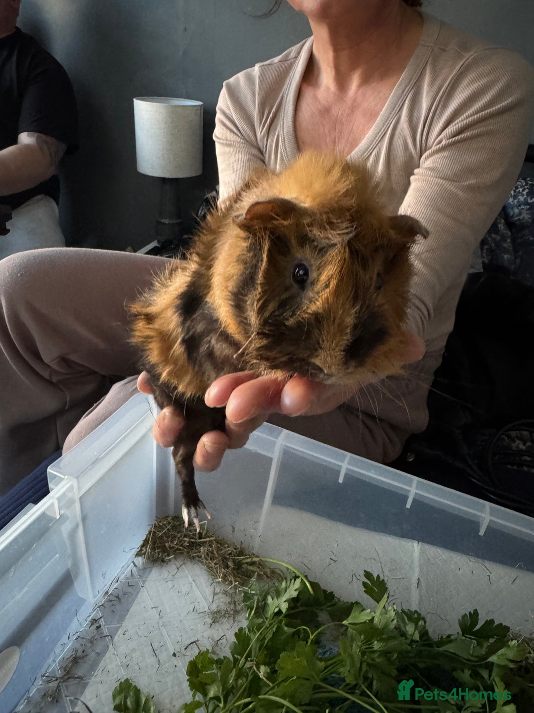 Guinea Pig rodents for sale: 5 cute Guinea pigs for sale *READ DESCRIPTION* - Advert 7