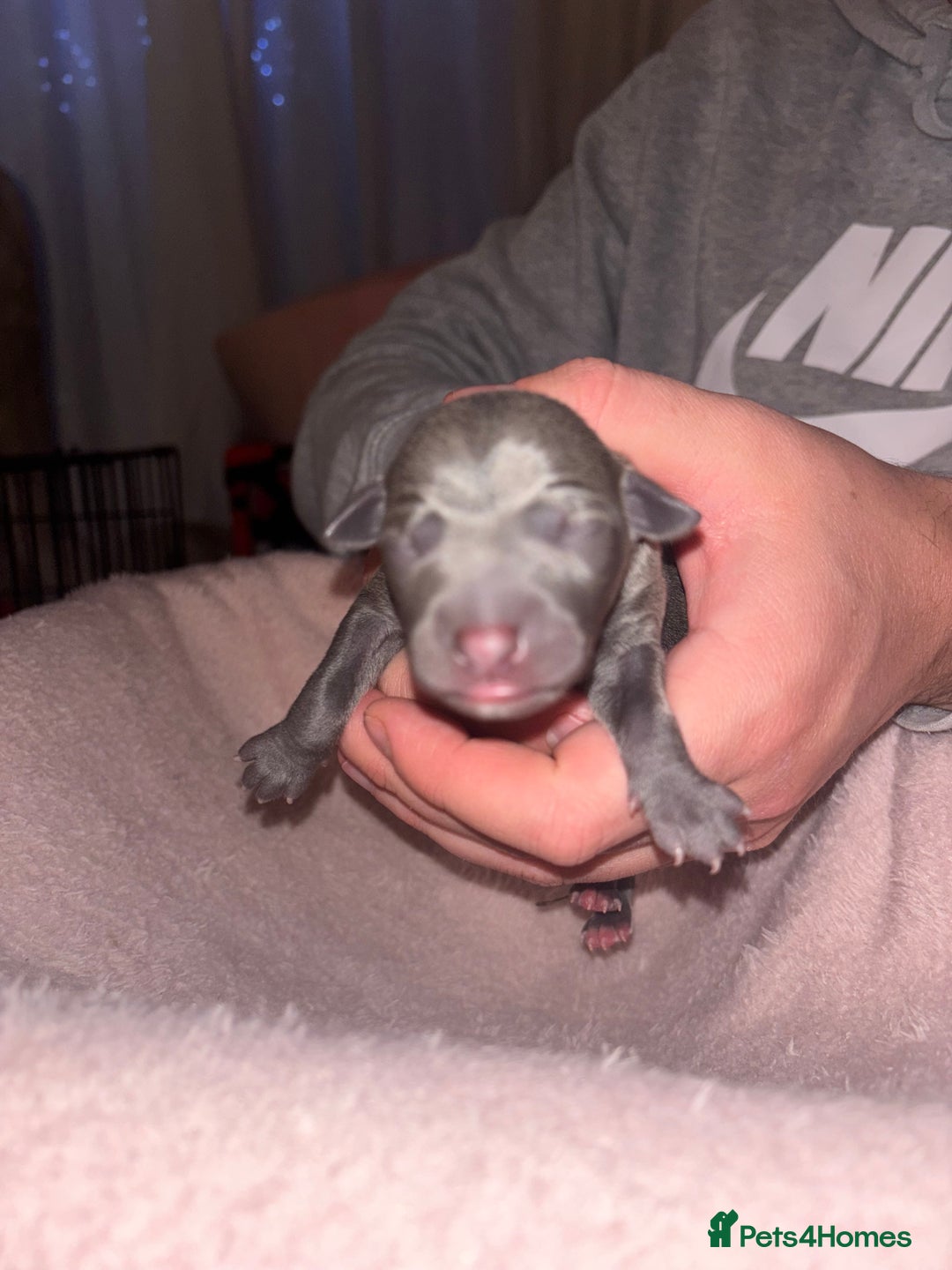 Mixed Breed dogs for sale: Whippet x Italian Greyhound Puppies  - Advert 12