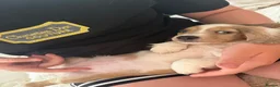 Miniature Dachshund dogs for sale: Isabella dapple Piebold  - Advert 5