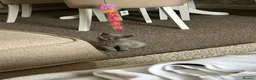 British Shorthair cats for sale: Female kitten for sale  - Advert 1