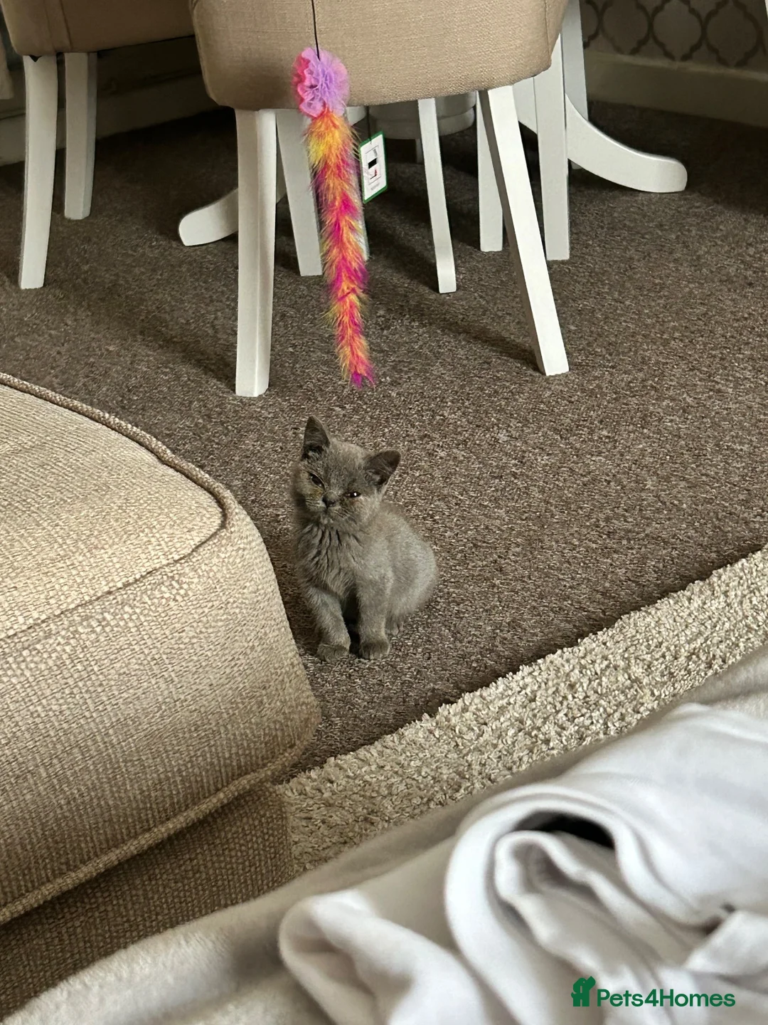 British Shorthair cats for sale: Female kitten for sale  - Advert 1
