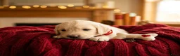 Dachshund dogs for sale: Cream Miniature Dachshund long-haired  - Advert 9