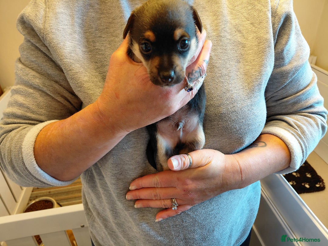 Jack Russell dogs for sale: Jack Russell Puppies - Image 5