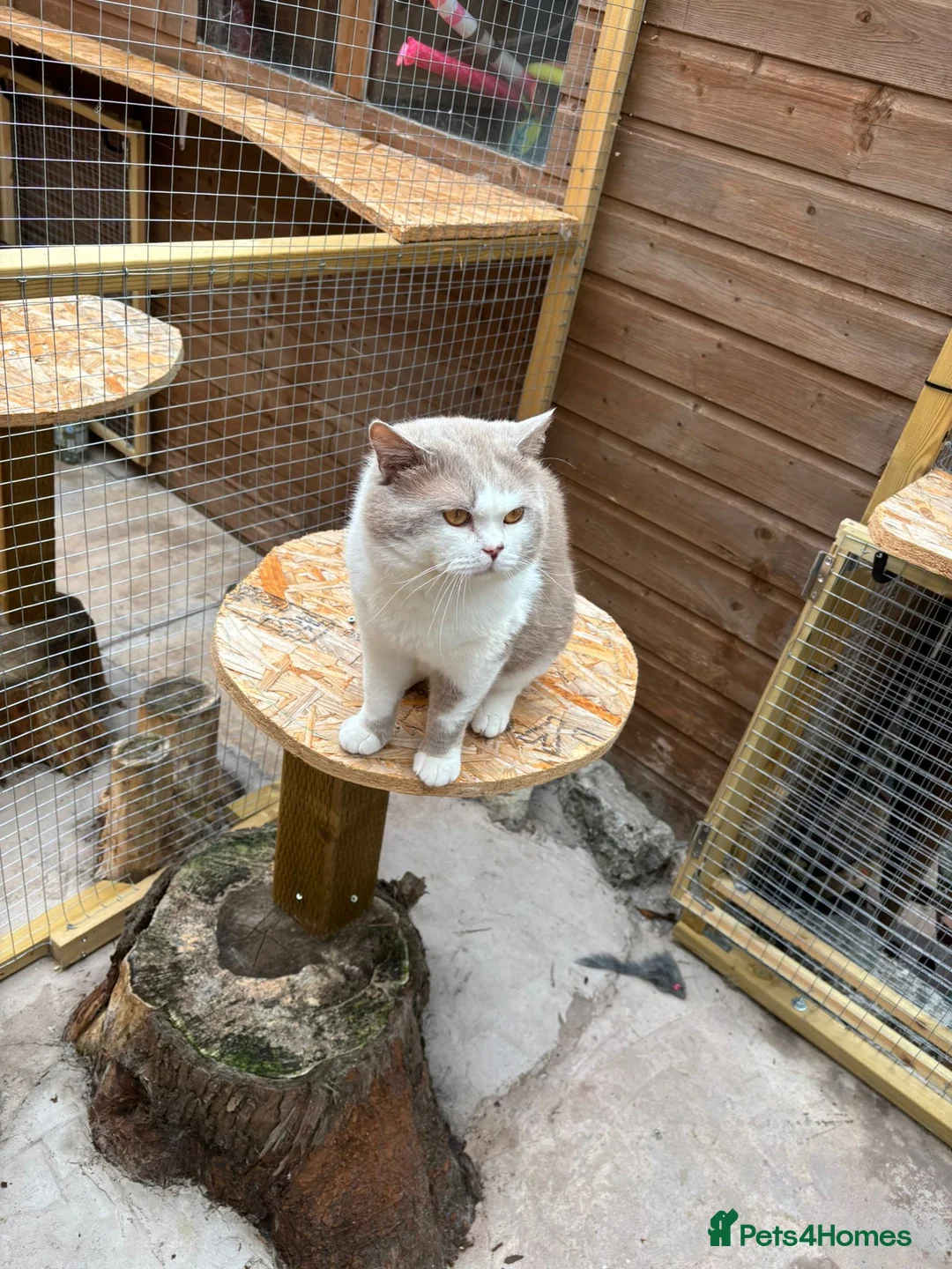 British Shorthair cats for stud: 2 BSH FOR STUD CH LILAC BI COLOUR AND BLUE POINT  - Advert 4