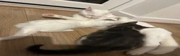 Mixed Breed cats for sale: Adorable litter of kittens  - Advert 3