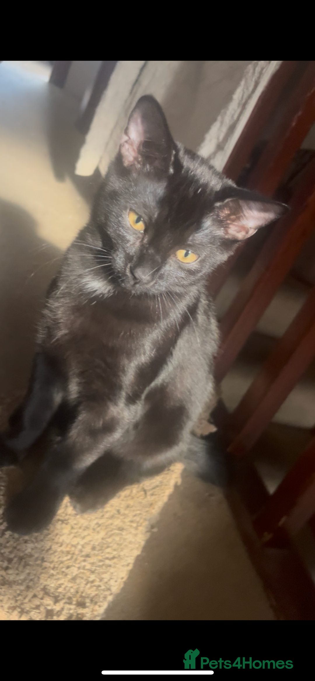 Mixed Breed cats for sale: 2 black male cats for sale  - Image 2