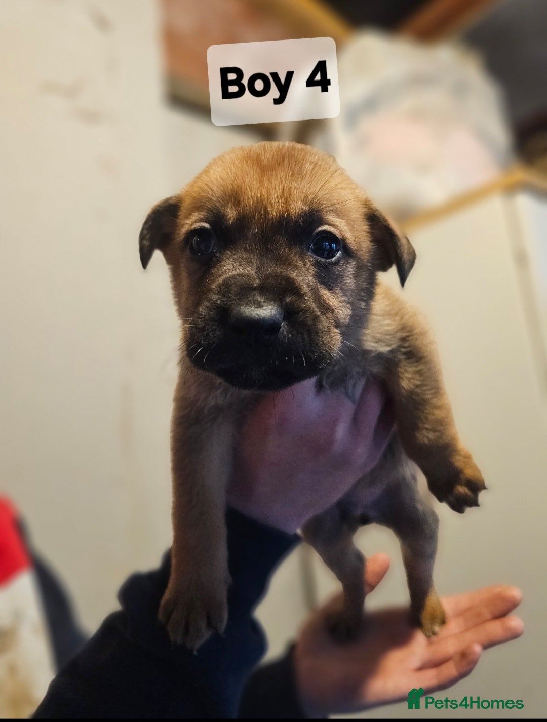Mixed Breed dogs for sale: German shepard x rottweiler pups - Advert 13