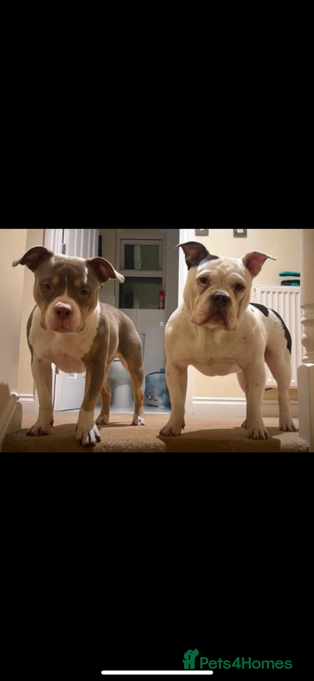 American Bully dogs for sale: TWO gorgeous girls left. Micro Bullys - Advert 4