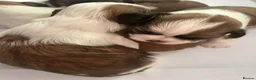 Shih Tzu dogs for sale: 5 adorable little fur baby’s  - Advert 7