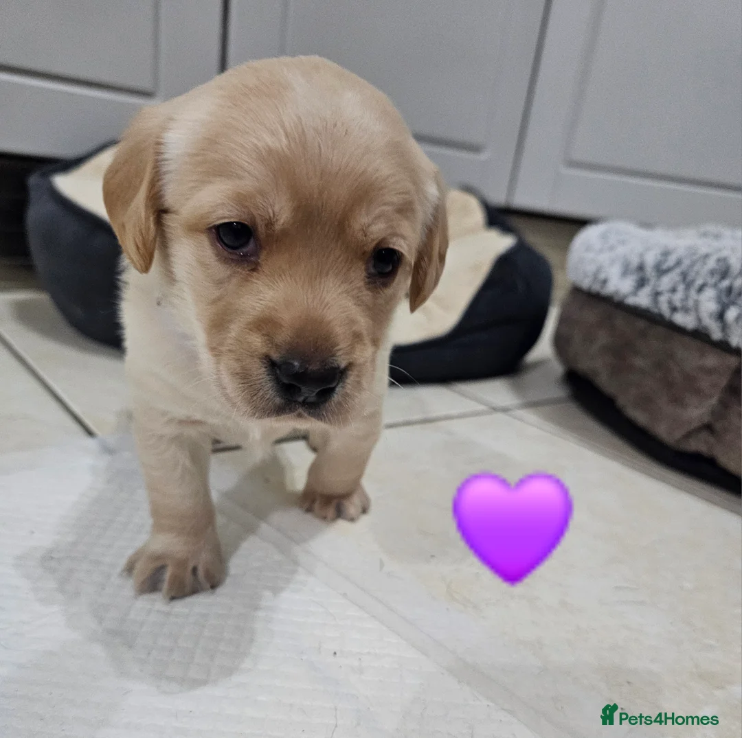 Cockerdor dogs for sale: The most loving Cockerdor/Spanador - Advert 34