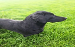 Labrador Retriever dogs for sale: Labrador Pups from Health Tested Parents. - Image 7