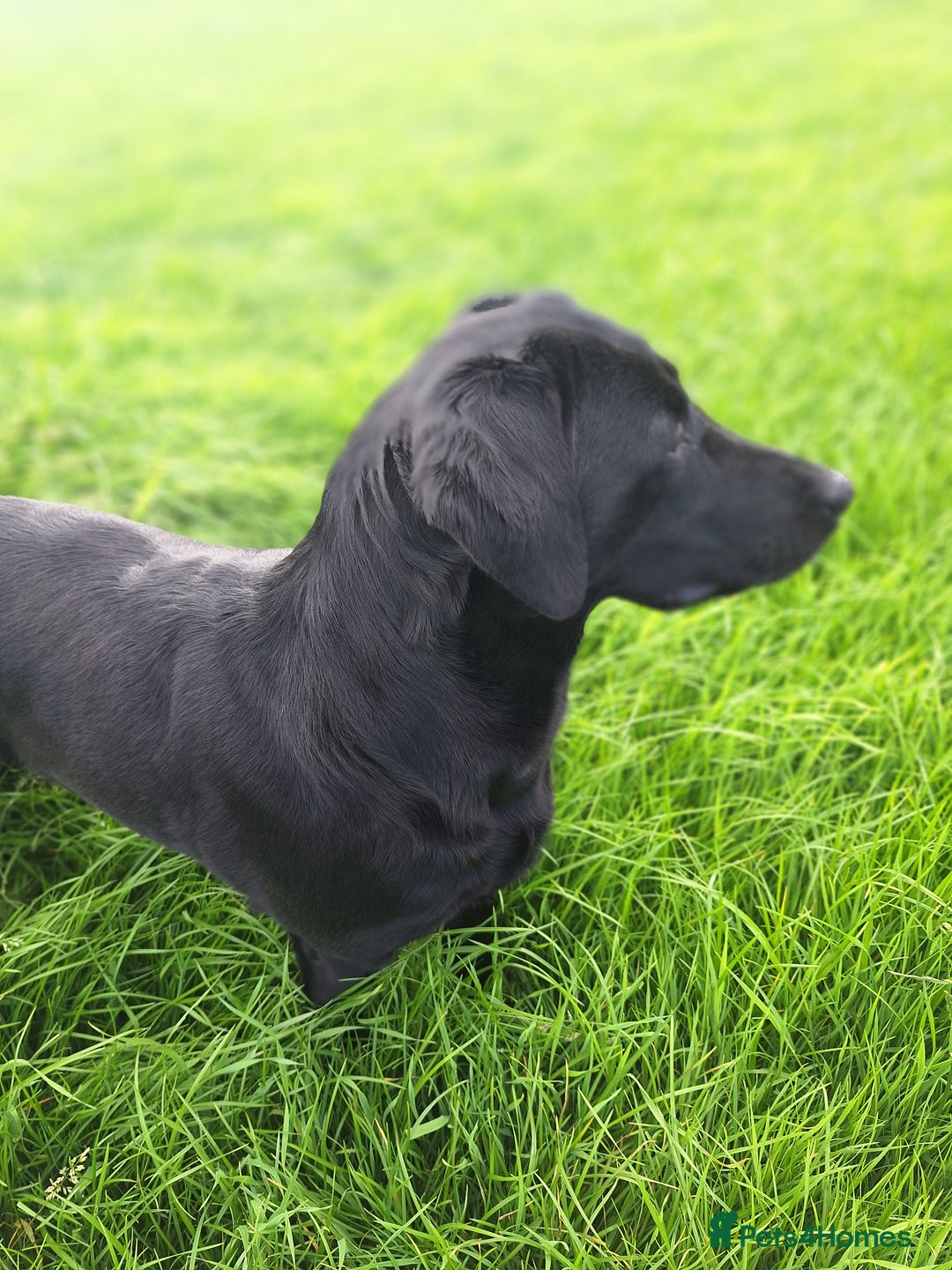 Labrador Retriever dogs for sale: Labrador Pups from Health Tested Parents. - Image 7
