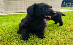 Labradoodle dogs for sale: F1 Labradoodle Babies 🐾🐾🐾 - Image 3