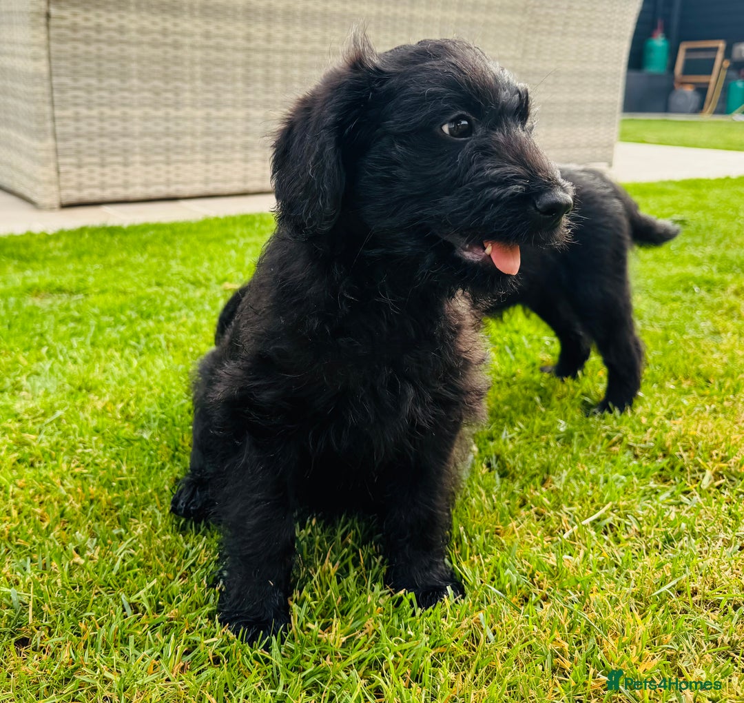Labradoodle dogs for sale: F1 Labradoodle Babies 🐾🐾🐾 - Image 3