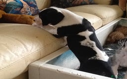 Great Dane dogs for sale: Damarkann Great Dane Puppies - Image 9