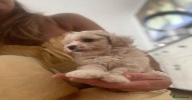 Maltipoo dogs - Advert 7