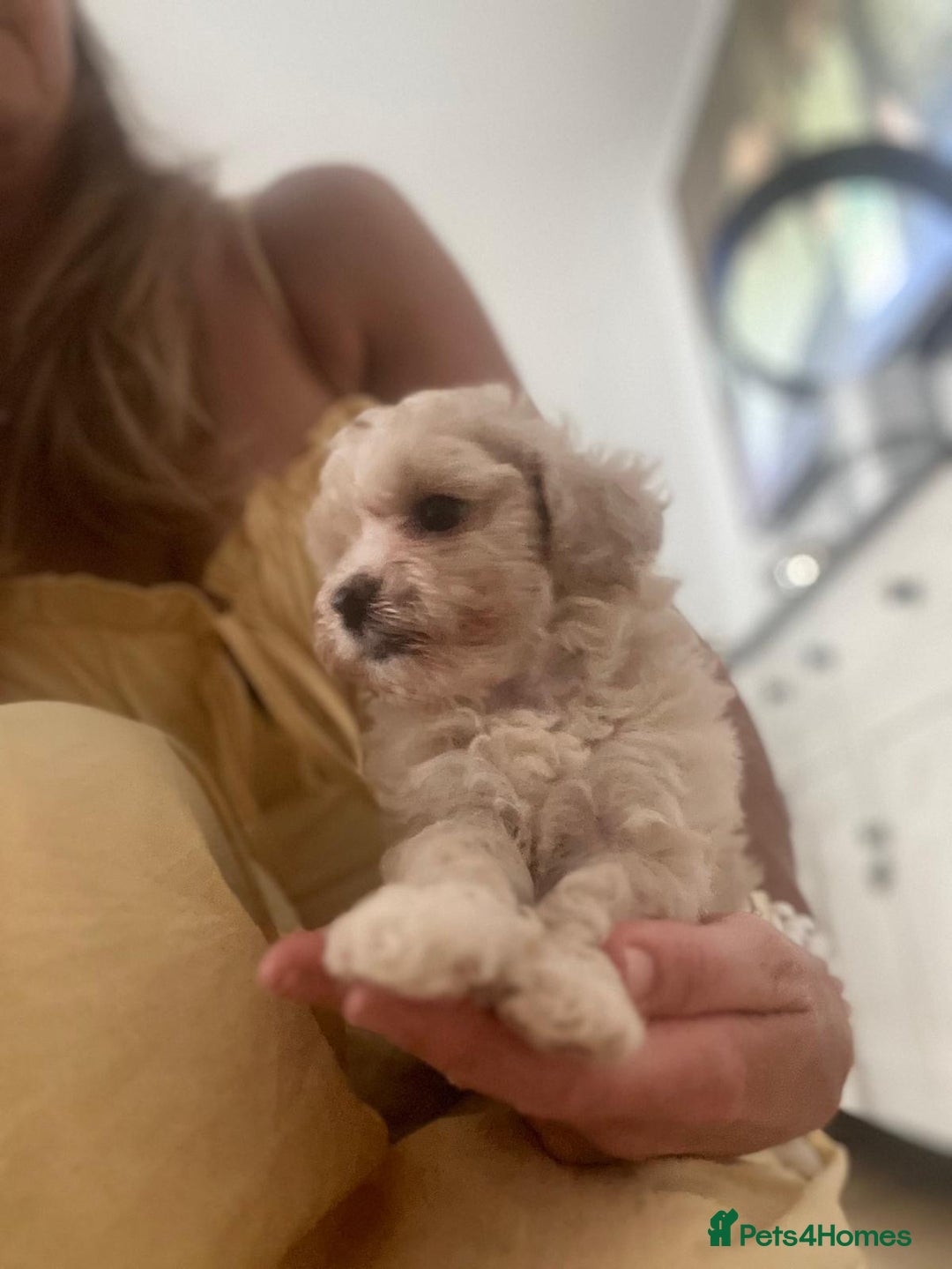 Maltipoo dogs for sale: Maltipoo puppies - Image 3