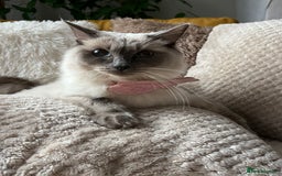 Ragdoll cats for sale: Ready now🧡 Fantastic 4 💛💙pure Ragdoll kittens🩵 - Image 8