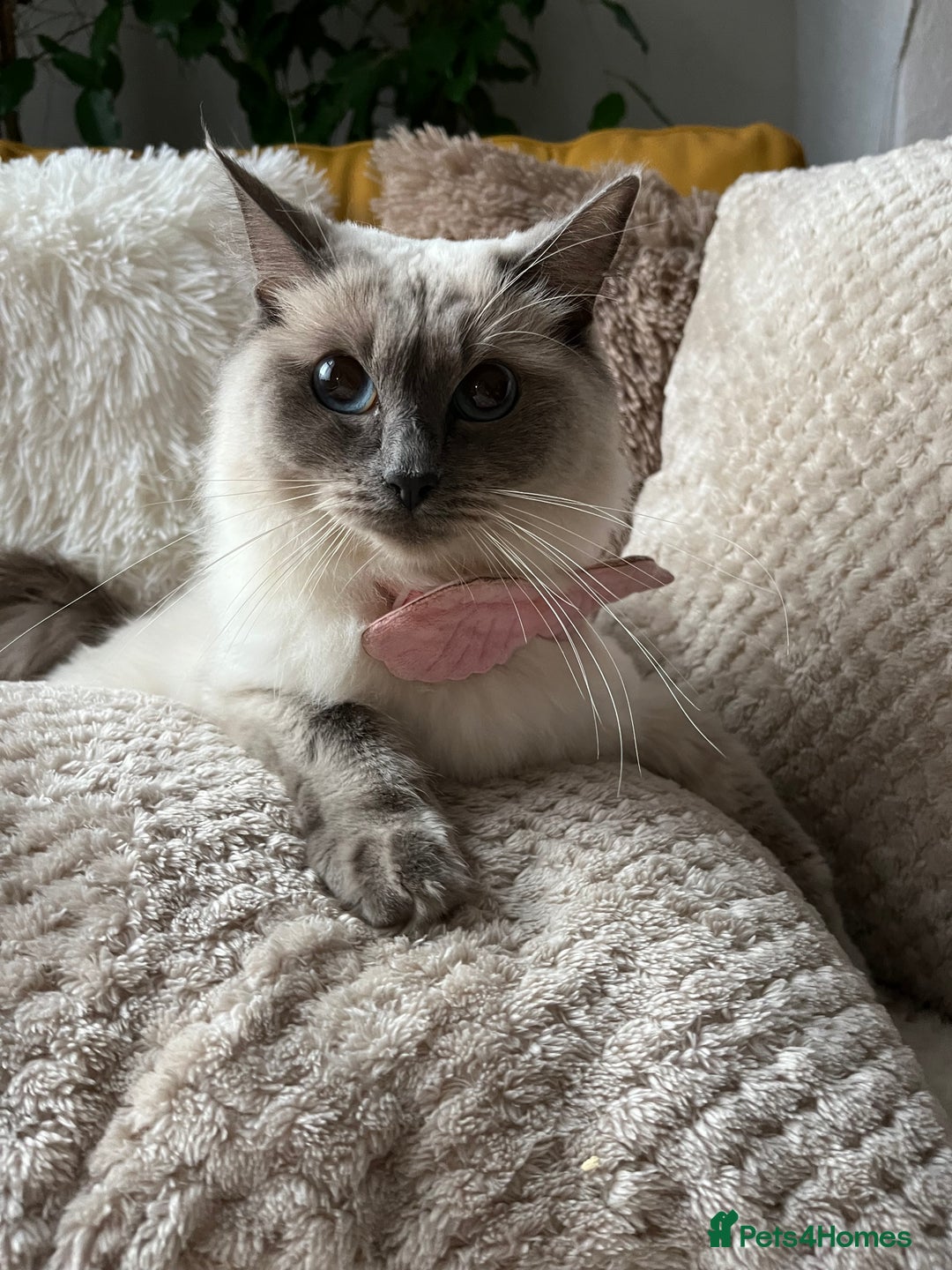 Ragdoll cats for sale: Ready now🧡 Fantastic 4 💛💙pure Ragdoll kittens🩵 - Image 8
