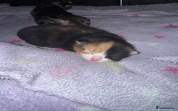 Mixed Breed cats for sale: 1 female tabby & 1 female calico  - Image 9