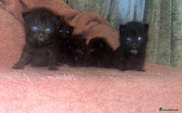 Mixed Breed cats for sale: Beautiful ragdoll cross kittens - Image 5
