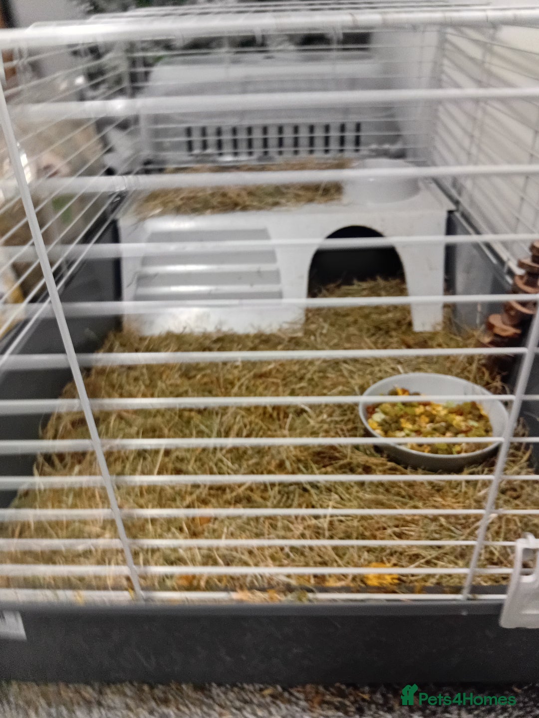 Guinea Pig rodents for sale: 2 guinea pigs and full set up to a loving home - Advert 4