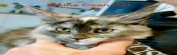 Maine Coon cats for sale: STUNNING HUGE GIRL kitten. SADLY MARRIAGE split - Advert 3