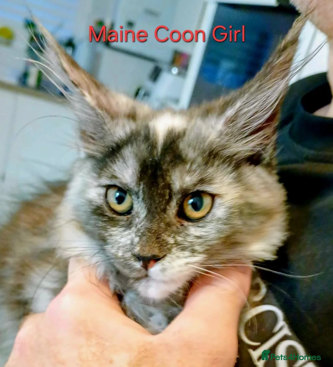 Maine Coon cats for sale: STUNNING HUGE GIRL kitten. SADLY MARRIAGE split - Advert 3