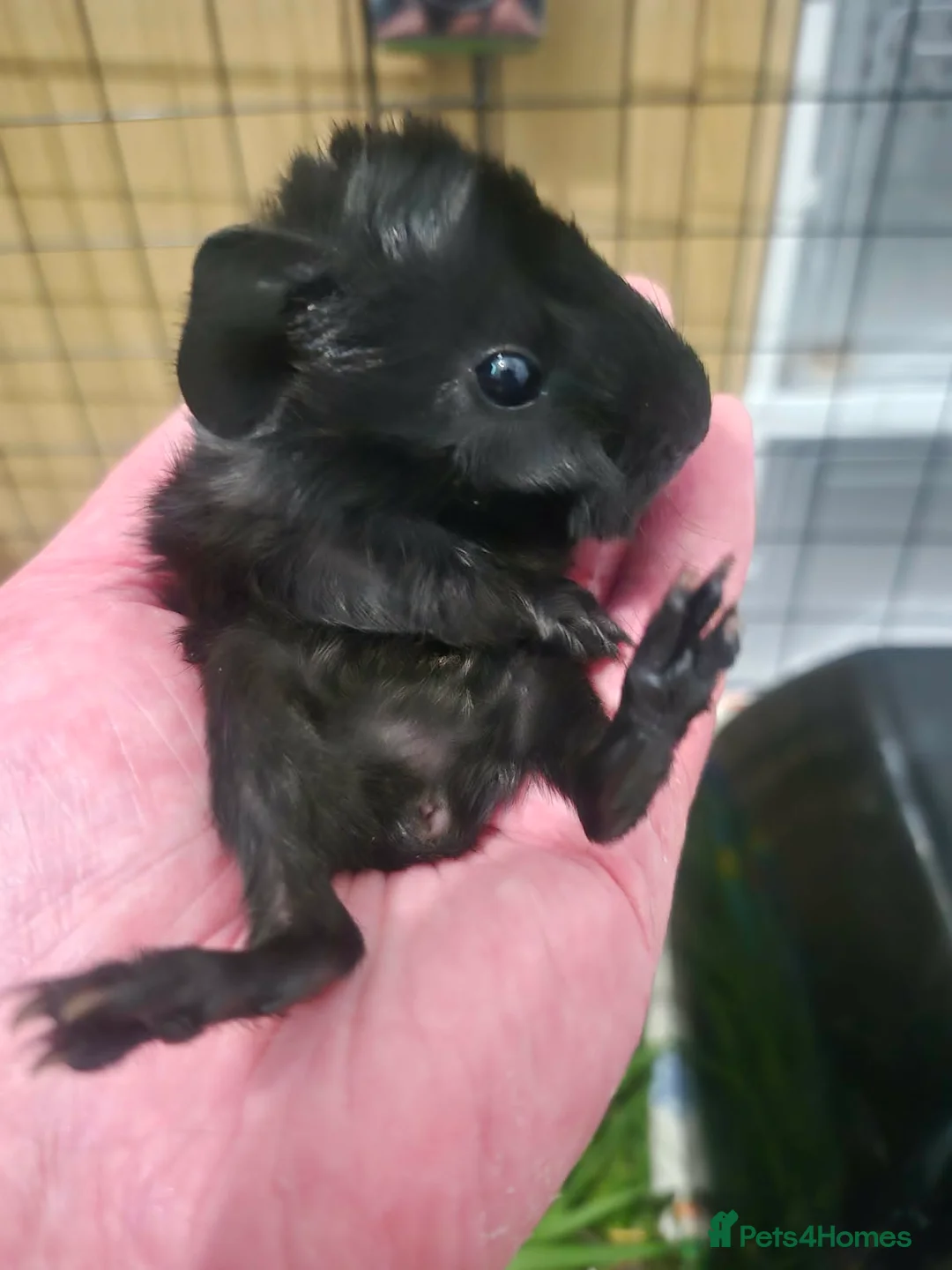 Guinea Pig rodents for sale: Pretty little girl seeks new grass in Corby - Advert 7