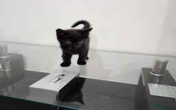 Domestic Shorthair cats for sale: 5 kittens ready for a new home  - Image 3