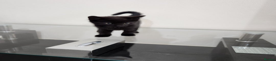 Domestic Shorthair Kitten 2