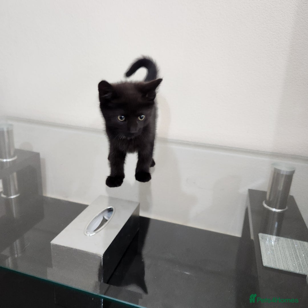 Domestic Shorthair cats for sale: 5 kittens ready for a new home  - Image 3