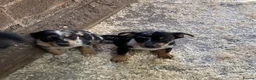 Mixed Breed dogs for sale: Kelpie X pups - Advert 7