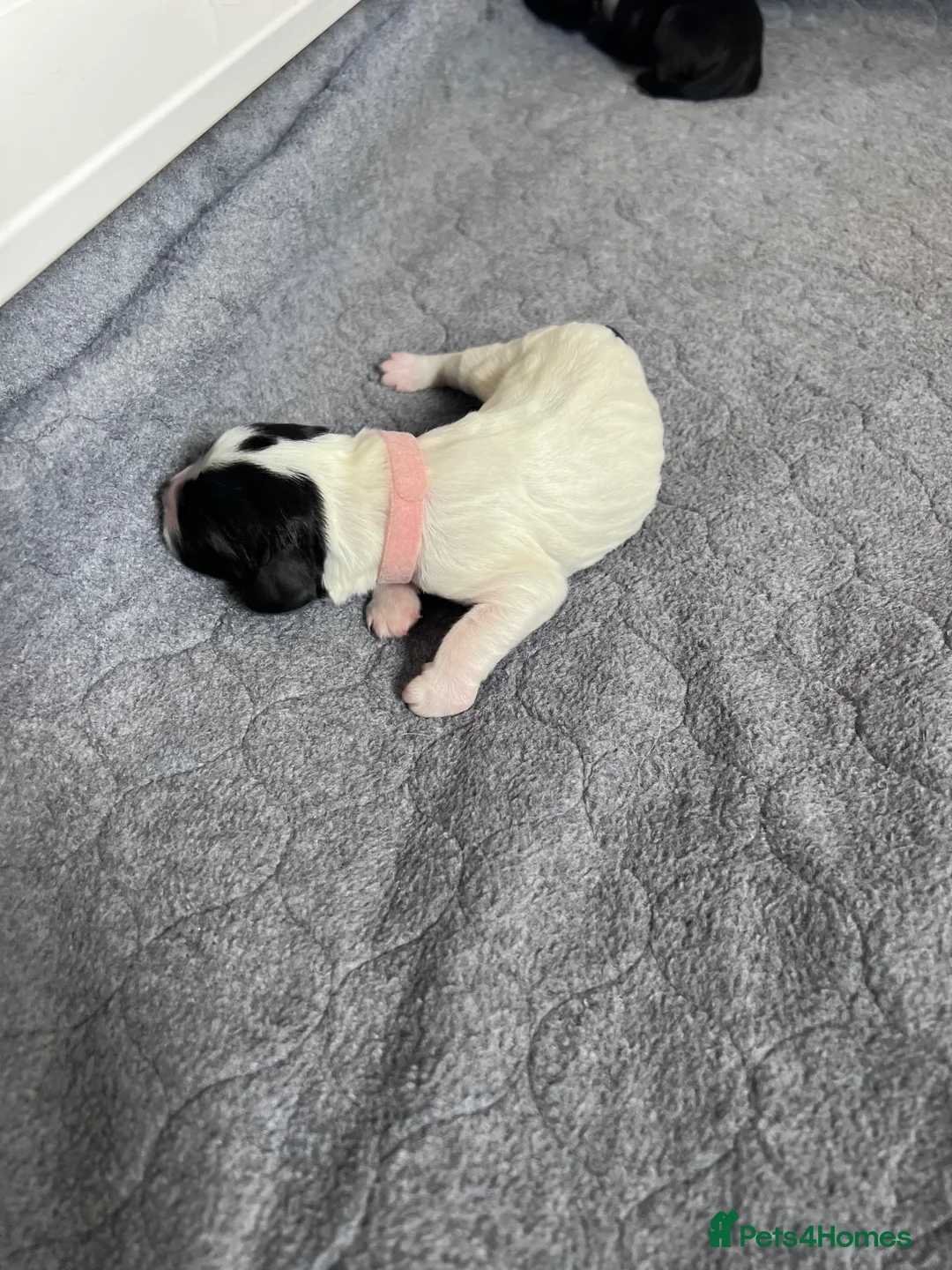 Sprocker dogs for sale: Adorable Sprocker Spaniel puppies Leeds - Advert 10