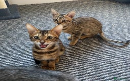 Chausie cats for sale: Savannah x Chausies - Image 7